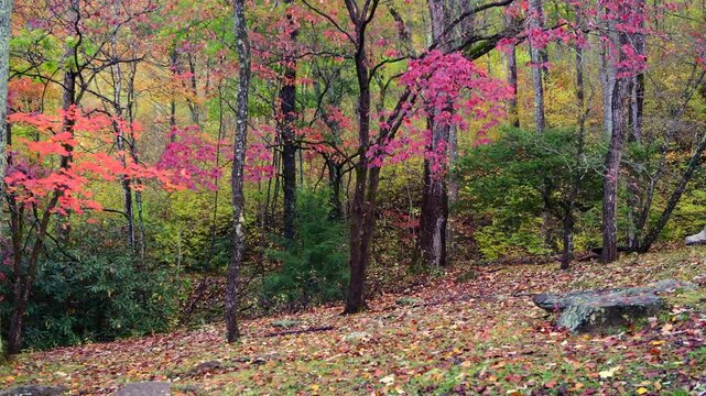 A location within the Great Smoky Mountains shows colorful autumn leaves falling to the ground as the wind blows
