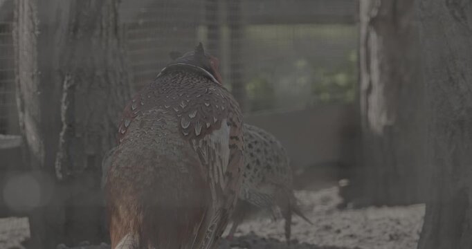 Male common pheasant - Phasianus colchicus, ring-necked pheasant, or blue-headed pheasant, is a bird in the pheasant family Phasianidae