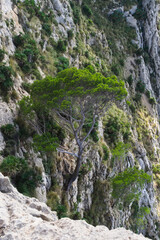 old strong tree alone on the side of a mountain