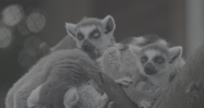 Group of Lemurs Embracing in Natural Scene