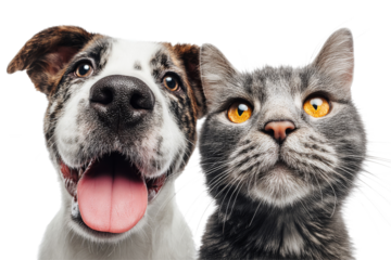 Funny dog and cat closeup portrait with happy expression isolated on transparent background