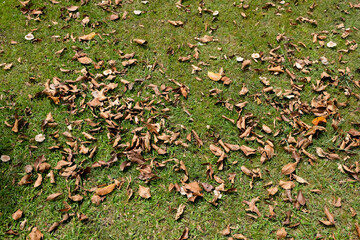 Fallen leaves in the garden