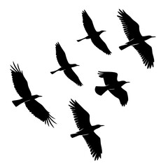 Six black bird silhouettes in flight on white background