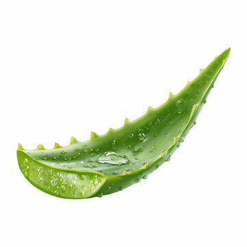 Realistic fresh aloe vera leaf segment with water droplets, diagonal cut piece isolated on transparent background.