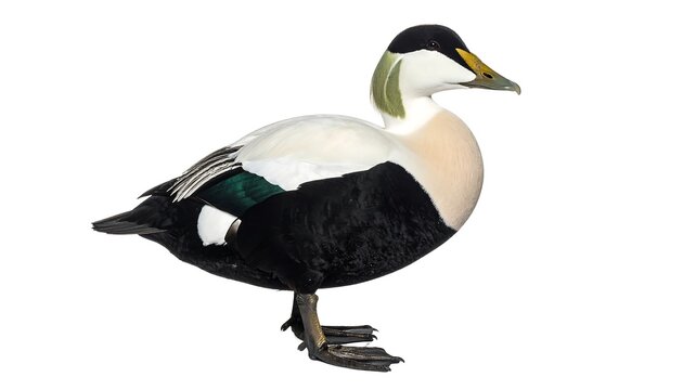 Duck stands, white, black, green and yellow plumage displayed on a white background