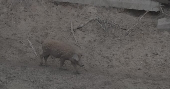 Mangalica pig leisurely roaming the wooded area, illustrating harmony between nature and livestock