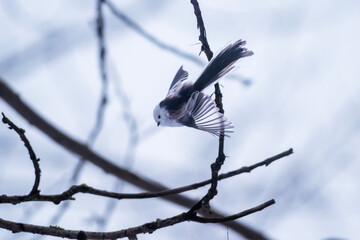 Long-tailed tit with wings spread on bare branches in winter forest © Iliya Mitskavets