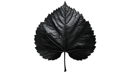 Dark monochromatic image of a single, textured leaf against a solid black background