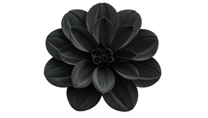 A detailed, high-contrast, overhead view of a dark dahlia on a solid black background