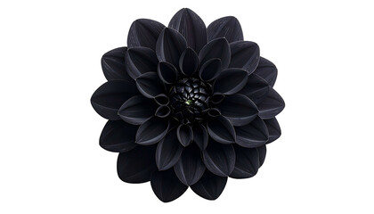 A perfectly centered, deep-black dahlia bloom against a stark, black background