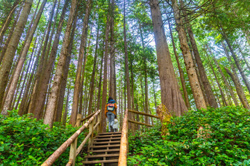 Tourists walking up wooden stairs in rainforest trail in tofino © unai