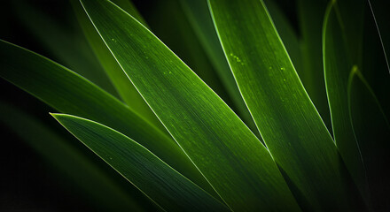 Close up of green leaves with natural light.