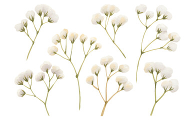 Soft watercolor flower set with tropical bird of paradise stems. Tropical paradise flowers with delicate petals and warm tones.