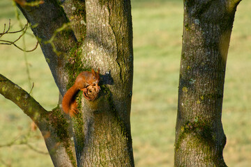 Red squirrel sitting on tree trunk