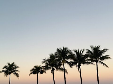 Six palm trees in a row at sunset, Fort Lauderdale, Florida, USA