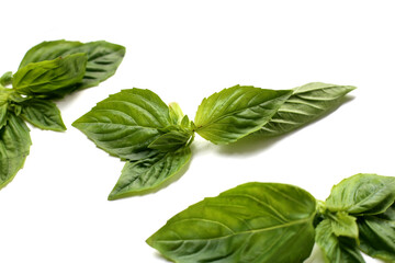 Sweet basil leaves on white background.