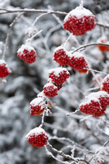 Clusters of red berries hanging on a Mountain Ash tree that are covered with fresh white snow in the winter time.