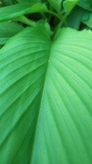 Green Tropical Leaf Texture. Fresh green leaf background.
