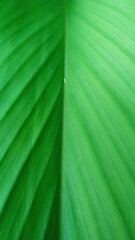 Green Tropical Leaf Texture. Fresh green leaf background.