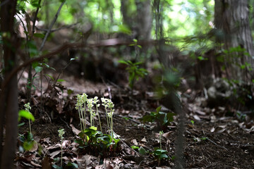 森の奥でひっそりと咲くイチヤクソウ