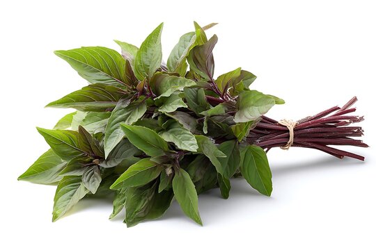 Thai basil bunch with stems, rich herbal tones, isolated on white background.