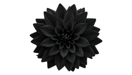 A stark, monochromatic image of a perfectly symmetrical, fully bloomed flower against black