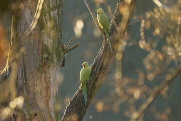 Two ring-necked parakeets on a tree trunk, green parakeets at sunset on a tree, ring-necked parakeets enjoying the last rays of sunshine at sunset, Psittacula krameri