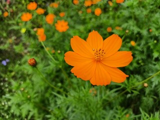 Orange Cosmos Flower Blooming in Thailand Garden with Natural Green Background