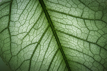 Obraz premium Close up of a green leaf with visible veins