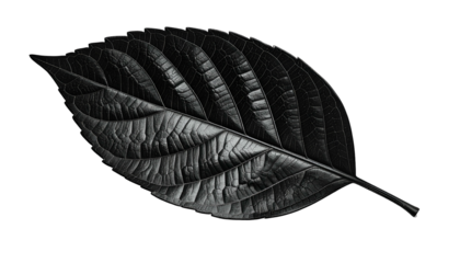 A grayscale image of a single, highly textured leaf against a black background