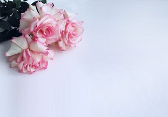 Festive bouquet with large pink roses on a white background with a place for text. Background for congratulations, invitations.	
