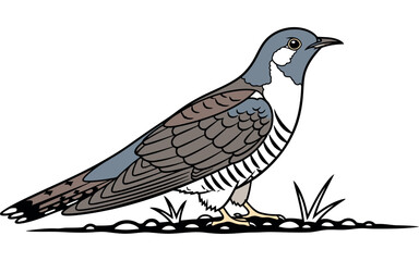 Fototapeta premium Detailed illustration of a common cuckoo bird in flight