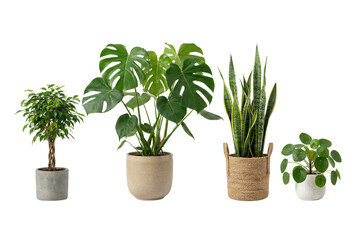 A diverse collection of popular potted houseplants displayed against a crisp white background