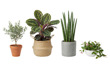 Variety of elegant indoor plants in stylish pots offering a refreshing touch to any home