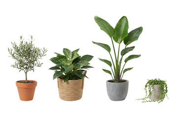 A diverse collection of healthy potted green plants showcased on a clean white background