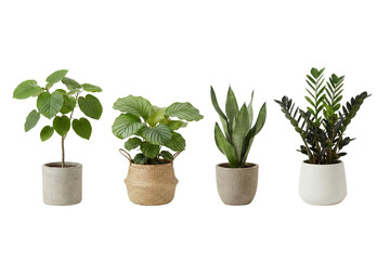 A diverse collection of elegant potted houseplants displayed against a clean white background