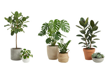 An assortment of beautiful green indoor plants in various pots on a white studio backdrop