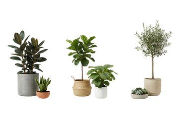 Collection of diverse green potted plants showcasing natural beauty for modern indoor spaces