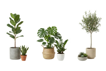 Beautiful collection of diverse potted houseplants and trees for modern indoor decor