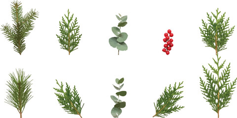 Set of winter holiday foliage elements including pine, cedar, eucalyptus, and red berries