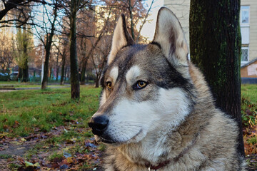 Wise loyal Siberian Laika Husky dog faithfully awaits its owner