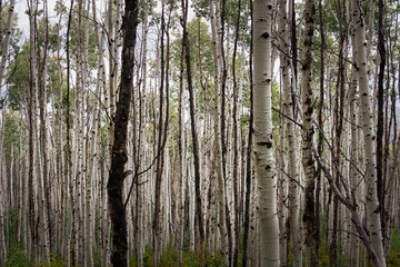 Obraz premium Utah Aspen