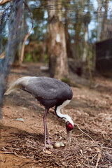 Fototapeta premium Crane bird tending nest with eggs, adult incubation behavior in a wildlife nature scene on forest floor. Closeup of parental care and grounded wading bird in natural habitat.