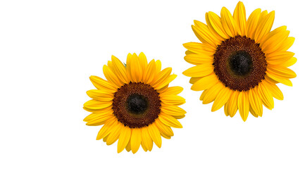 Fototapeta premium Two bright yellow sunflowers with dark brown centers are displayed against clean plain transparent background