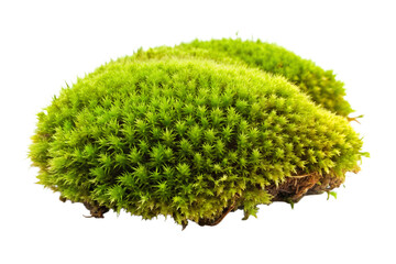 Green Moss Patch Isolated on Transparent Background PNG