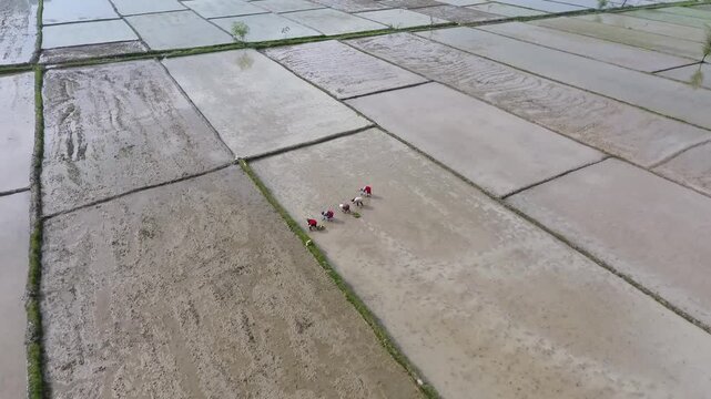 aerial view of rural people working on rice field