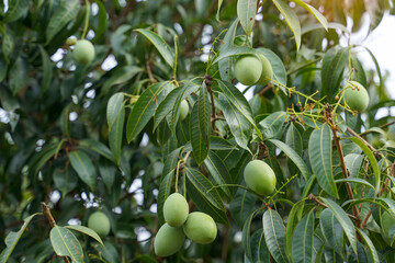Clusters of small, green, unripe Marian plum (Maprang/Bouea macrophylla) fruit hanging from a branch among lush green leaves in a tropical orchard. Focuses on seasonal fruit growth.