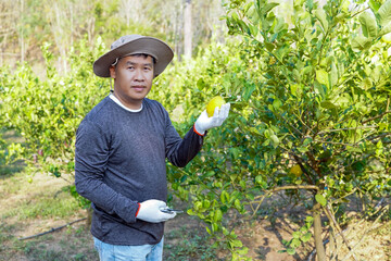 A lemon farmer, wearing a hat and gloves, stands proudly next to a citrus tree, holding a large, ripe yellow lemon, symbolizing successful agriculture and harvest.