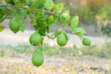 A large, ripe yellow lemon is held by a gloved hand on a thorny branch of a citrus tree, ready for picking. Highlights the final stage of fruit maturity and harvest.