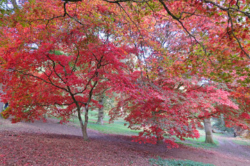 The red and orange autumn colour of  acer palmatum or Japanese maple trees.